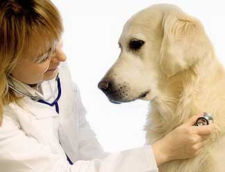 Enfermeria Veterinaria y Primeros Auxilios