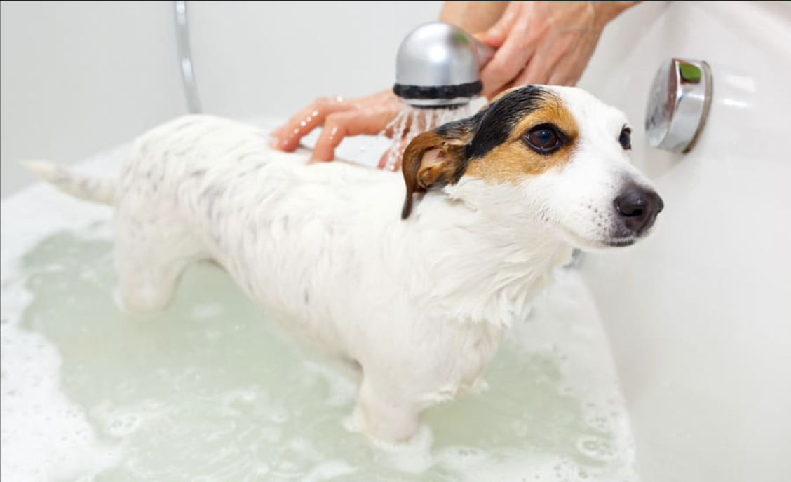 Peluquería Canina Gratuita en Centro Médico Escuela